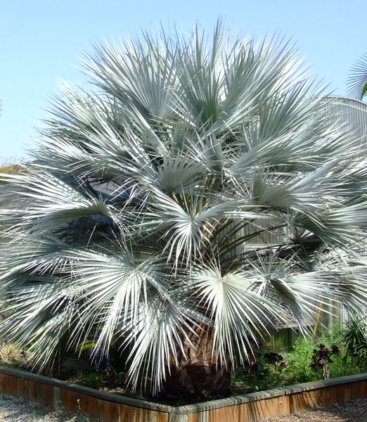 Brahea armata